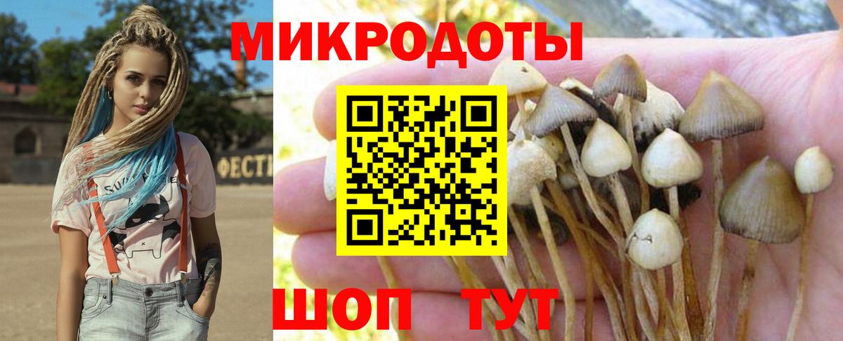 Галлюциногенные грибы Psilocybe Урюпинск